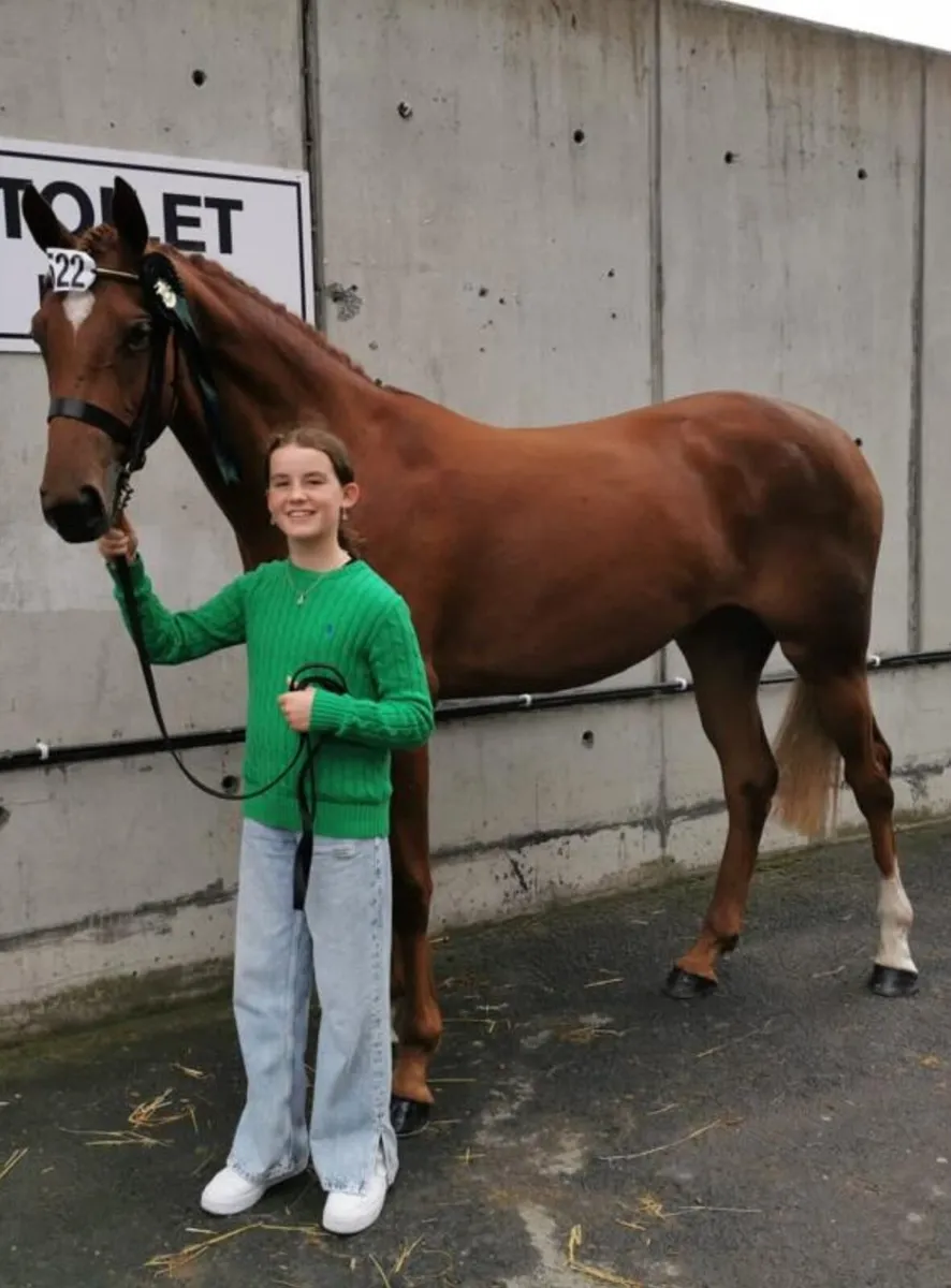 Super Potential 4 year old Tyson Filly - Image 2