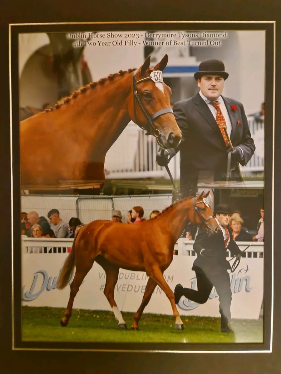 Super Potential 4 year old Tyson Filly - Image 3