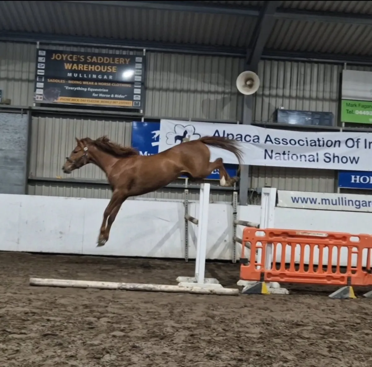 Super Potential 4 year old Tyson Filly - Image 4