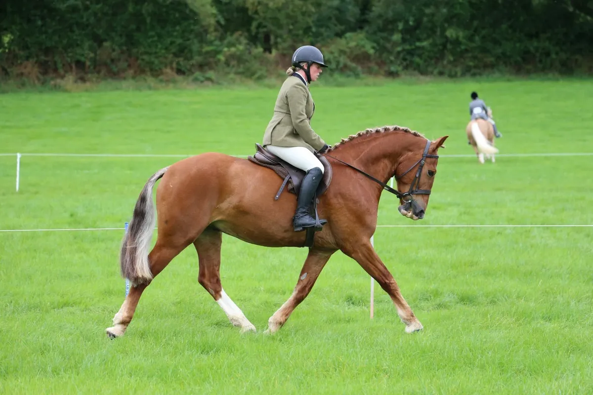 155cm 5yr old gelding - Image 2