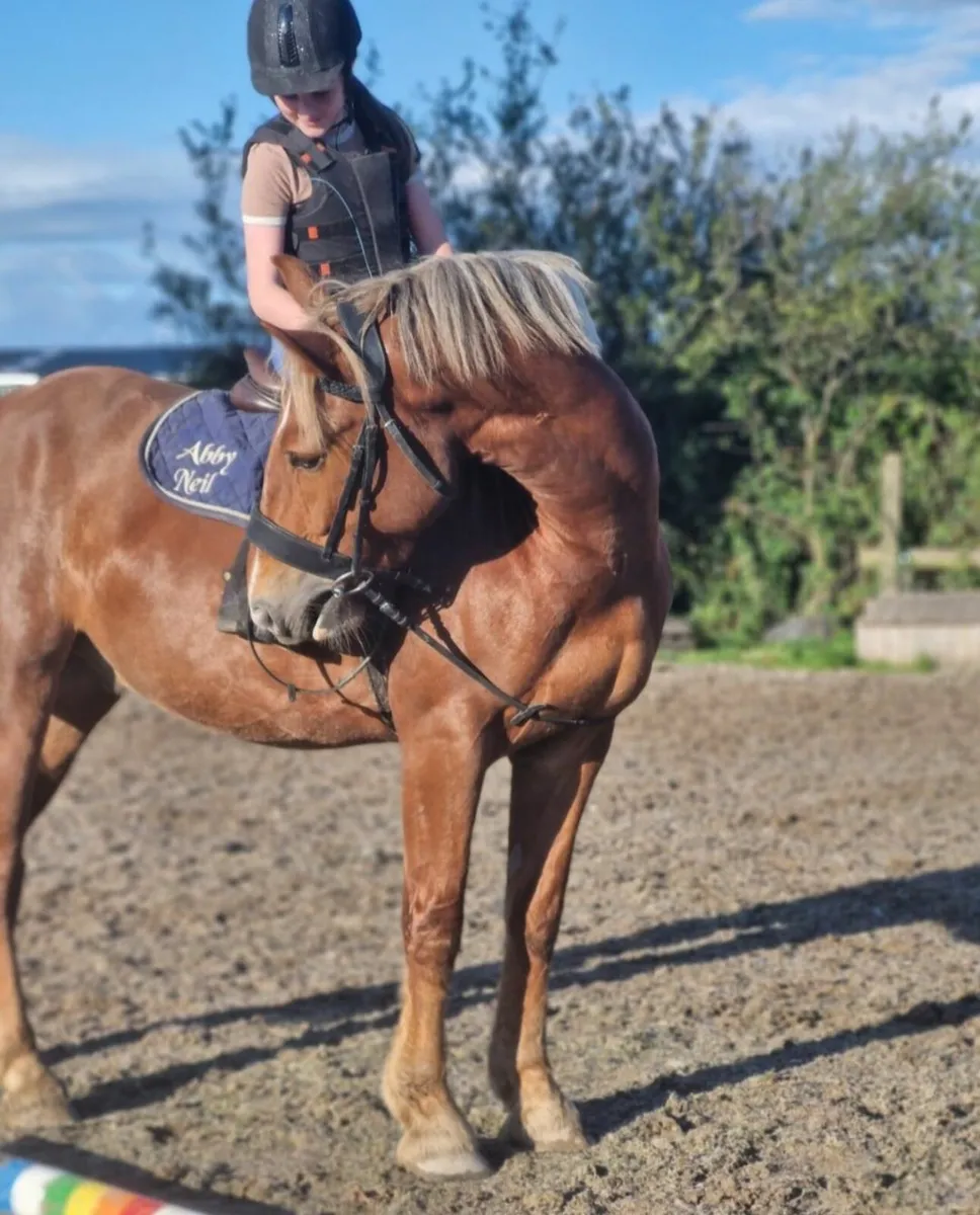 155cm 5yr old gelding - Image 3