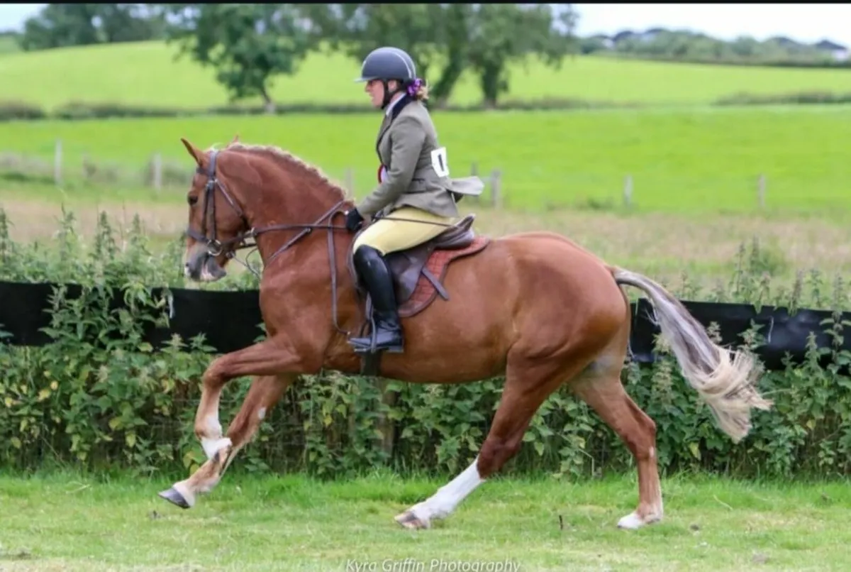 155cm 5yr old gelding - Image 4