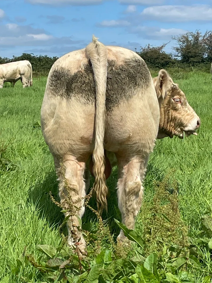 Charolais Bulls - Image 1