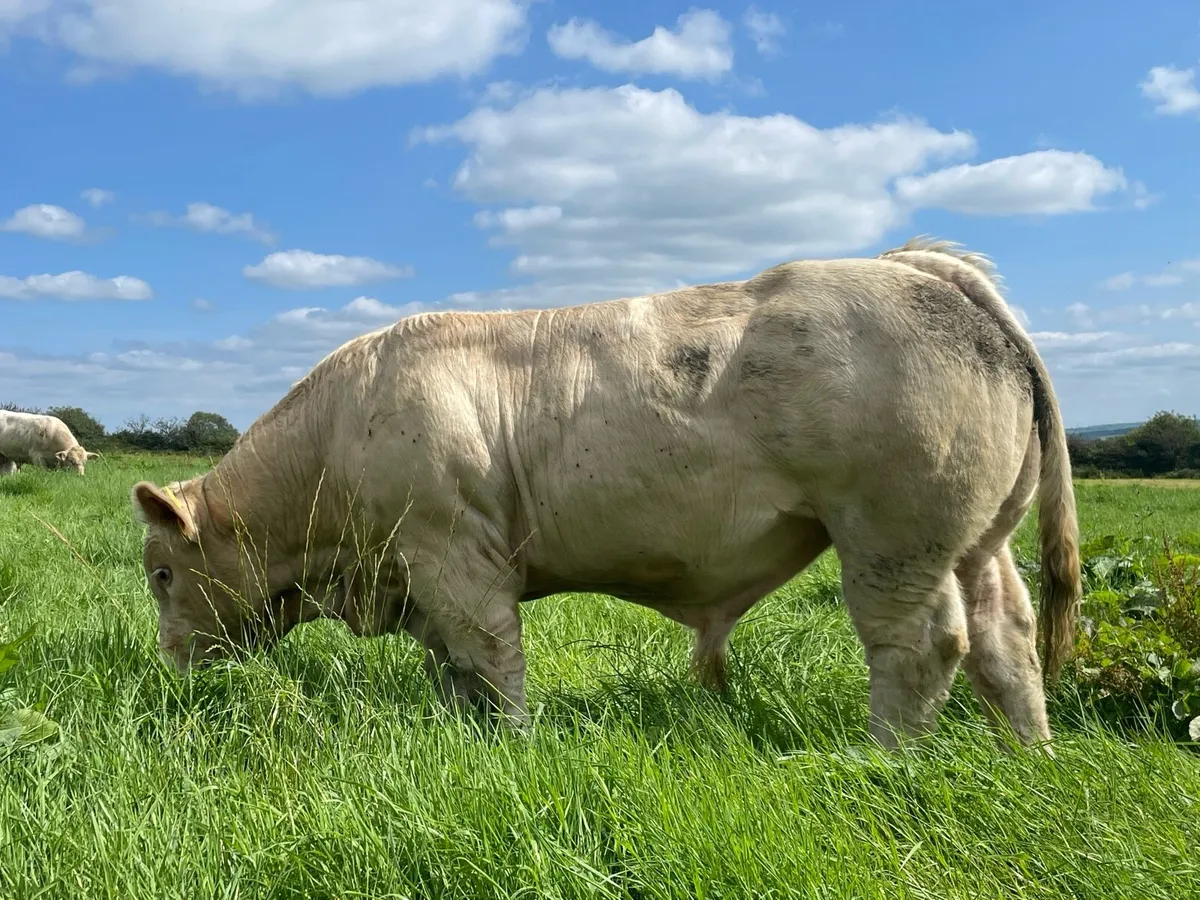 Charolais Bulls - Image 2