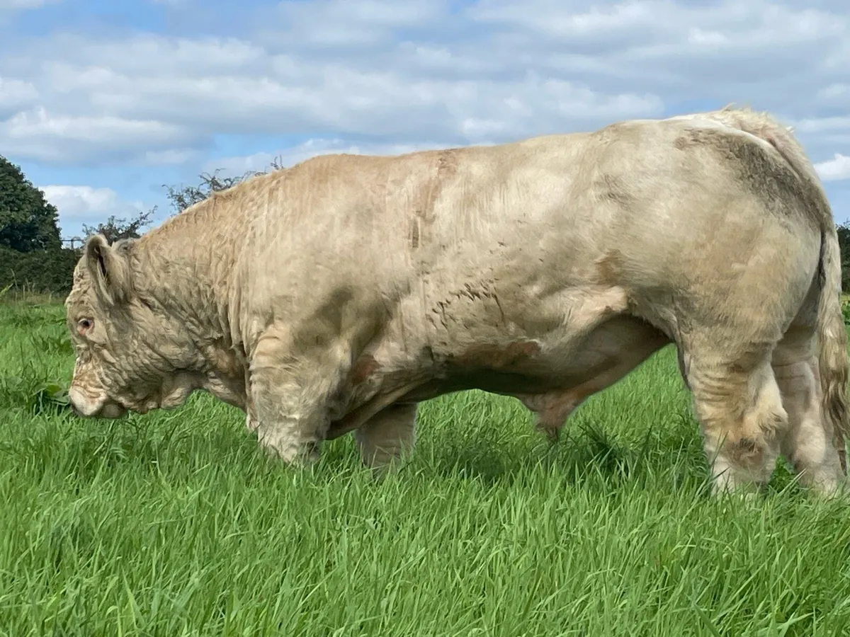 Charolais Bulls - Image 3