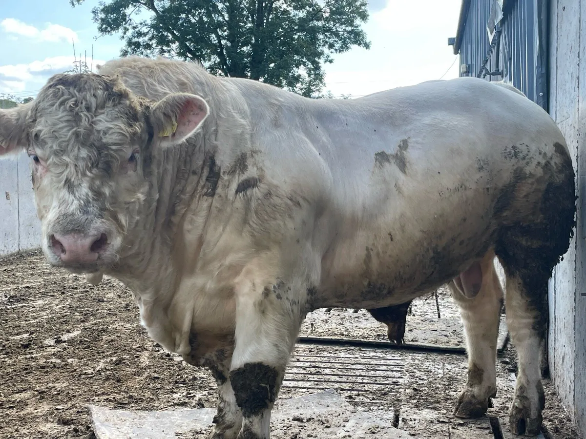 Charolais Bulls - Image 4