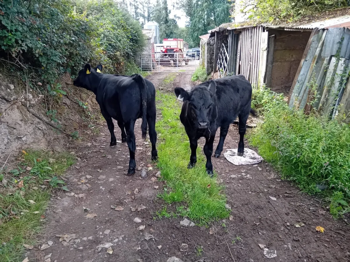 Suckler Bred Angus Heifers - Image 2