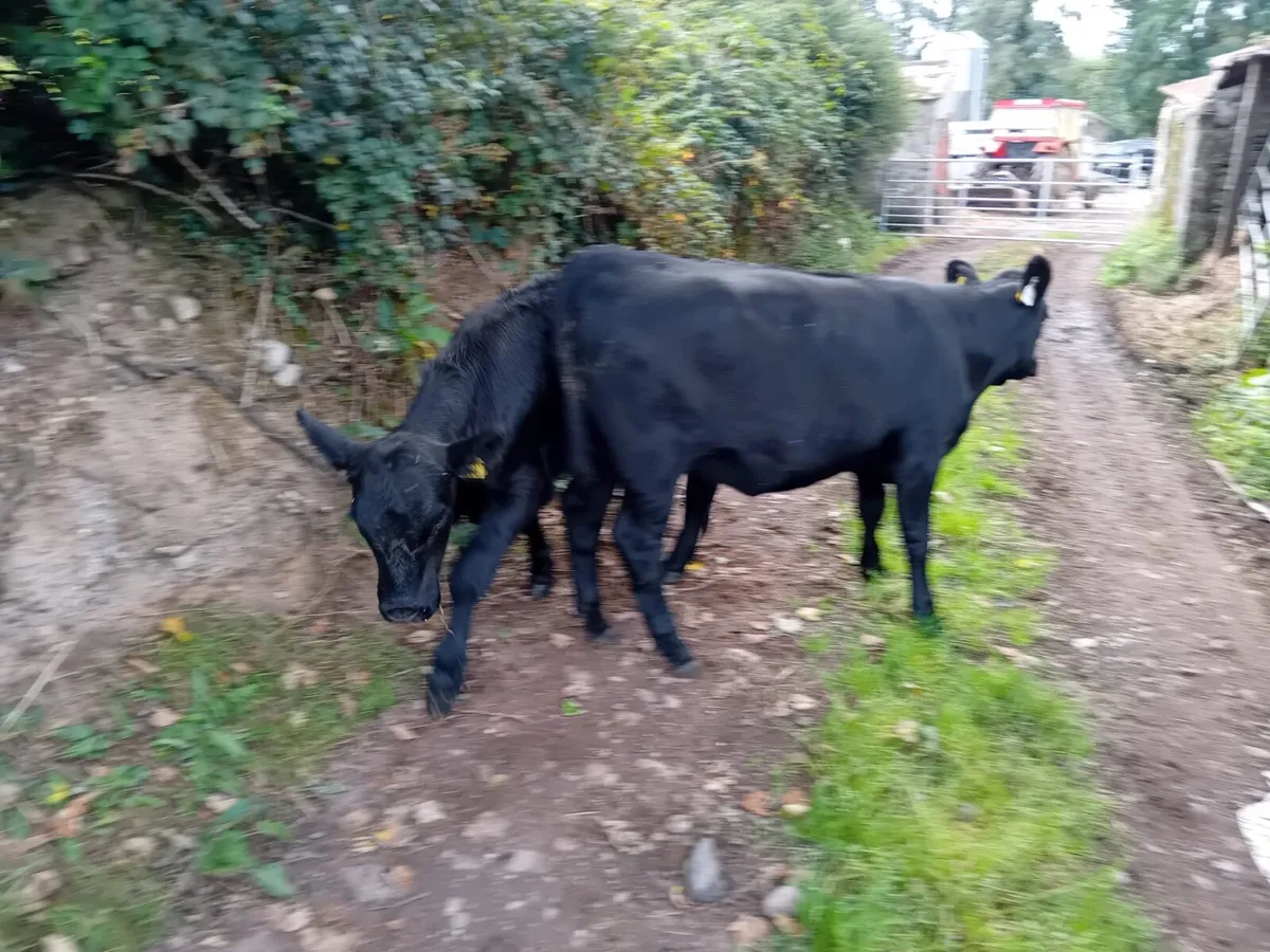 Suckler Bred Angus Heifers - Image 3