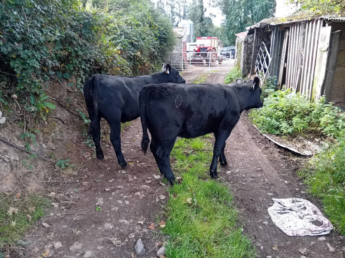 Suckler Bred Angus Heifers - Image 1