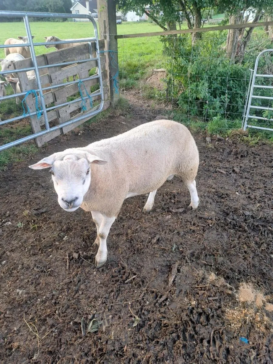 Pbnr Texel Ram - Image 1