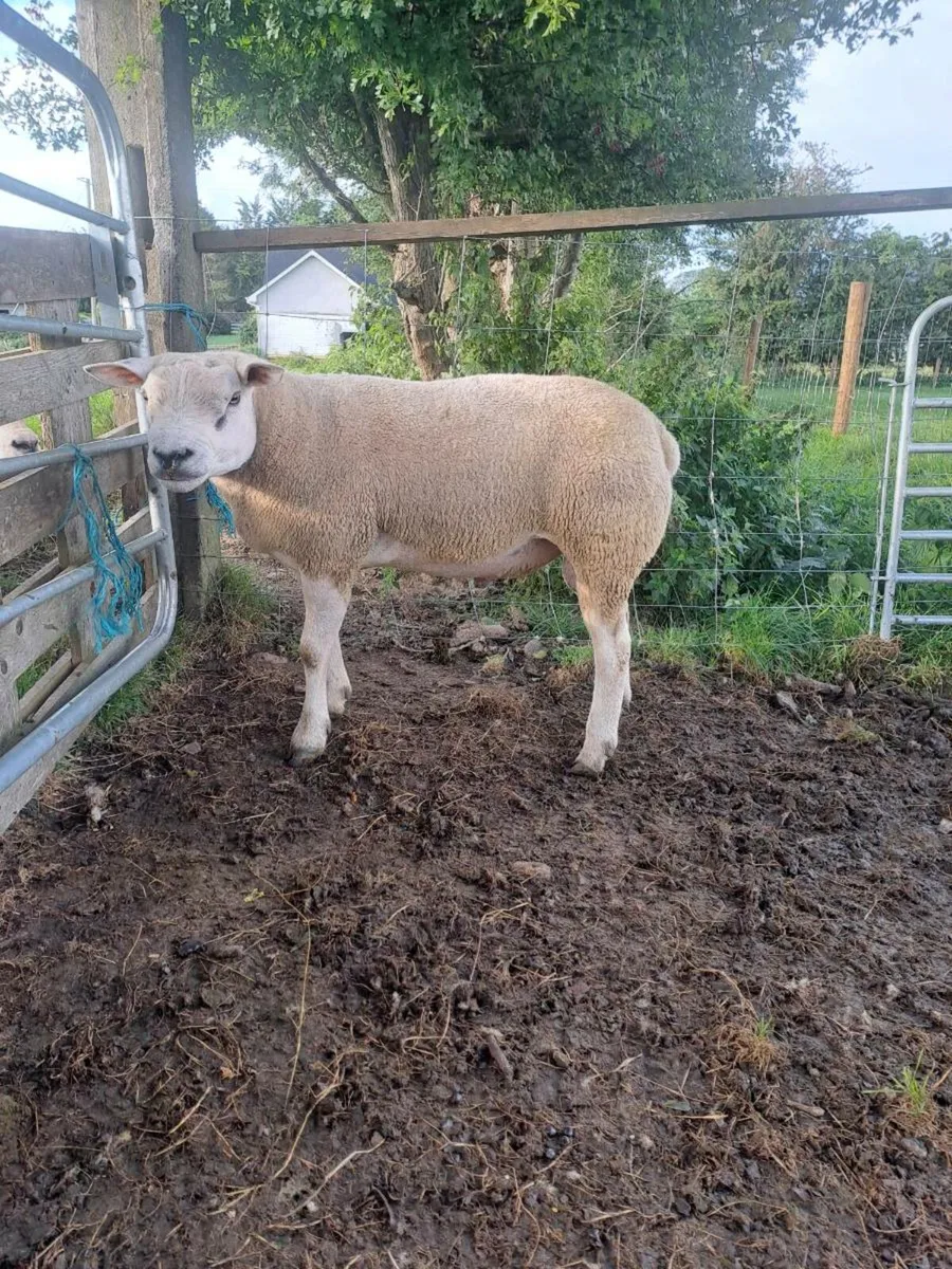 Pbnr Texel Ram - Image 2