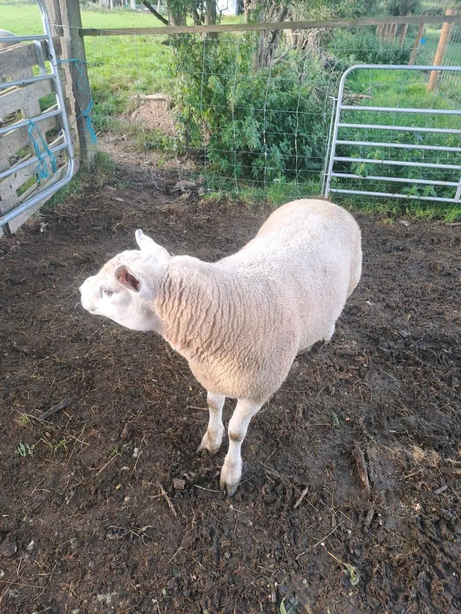 Pbnr Texel Ram - Image 3