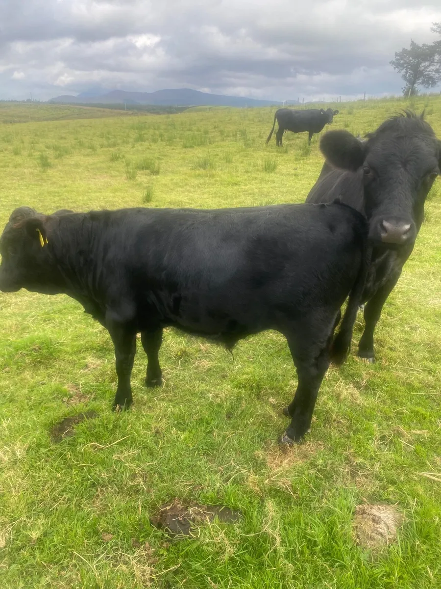 Weanling bull for sale - Image 1