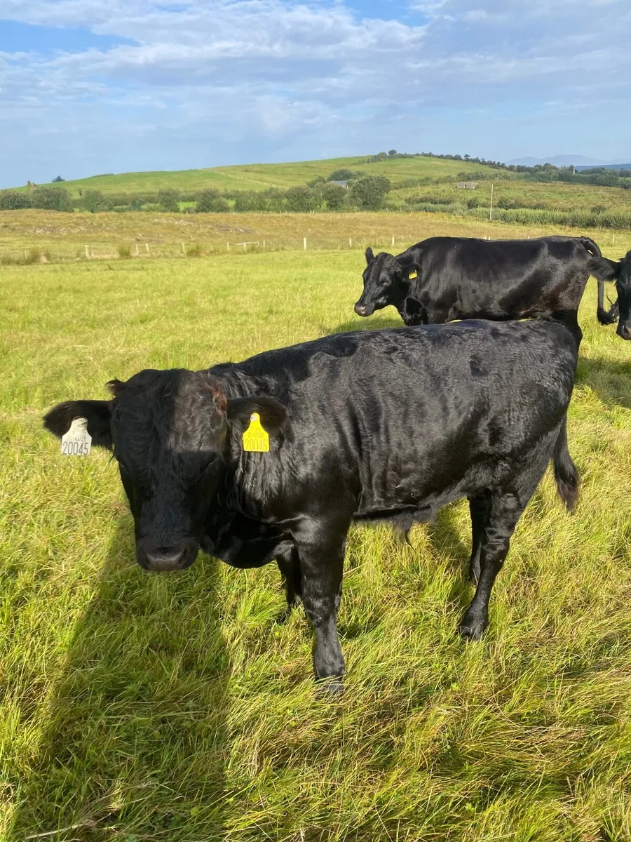 Weanling bull for sale - Image 2
