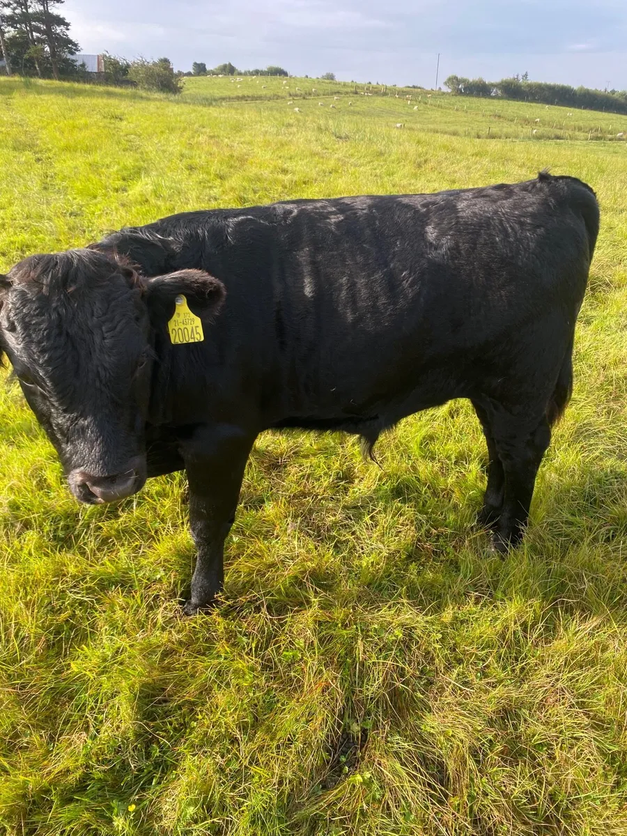 Weanling bull for sale - Image 3