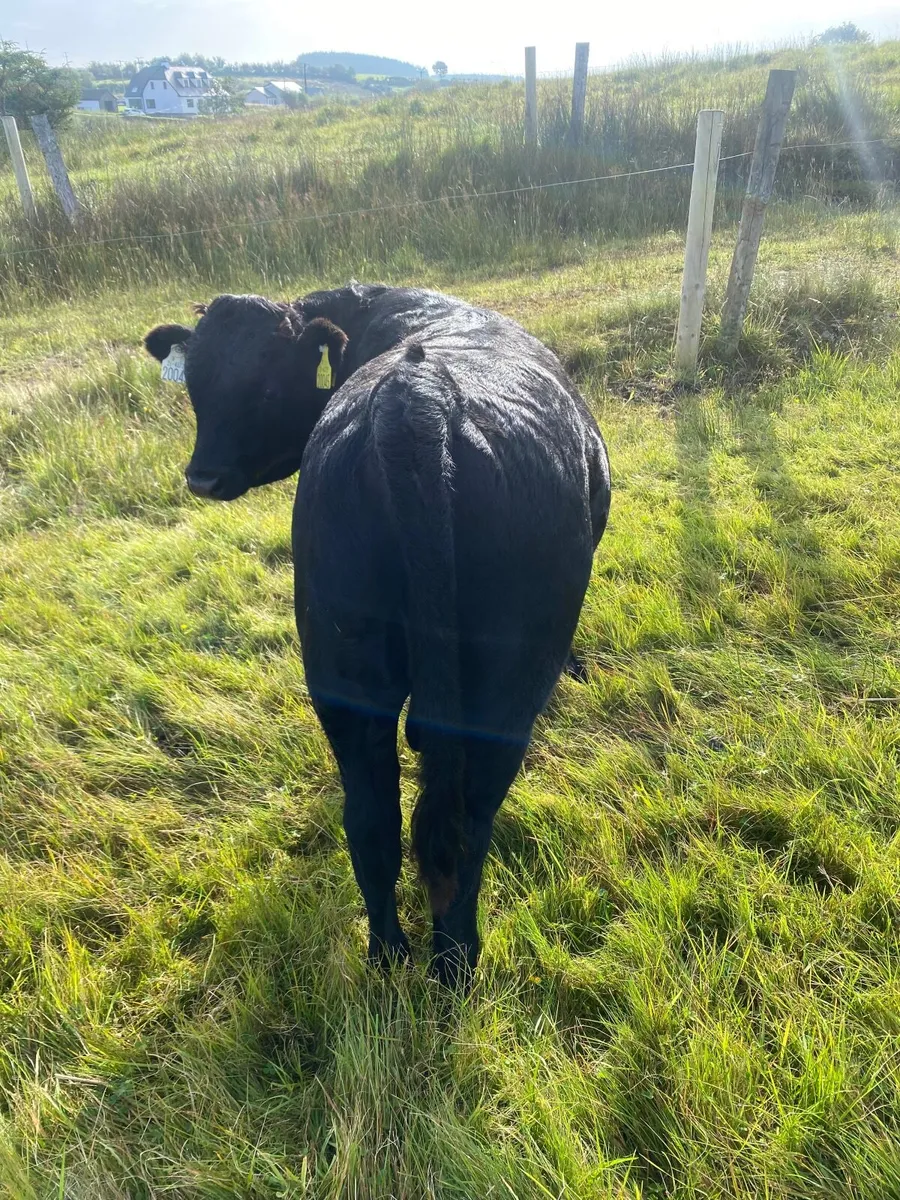 Weanling bull for sale - Image 4