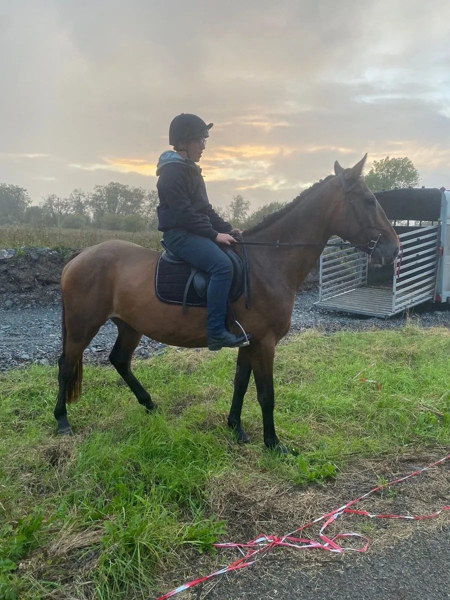 ISH breeding going back to clover hill - Image 2