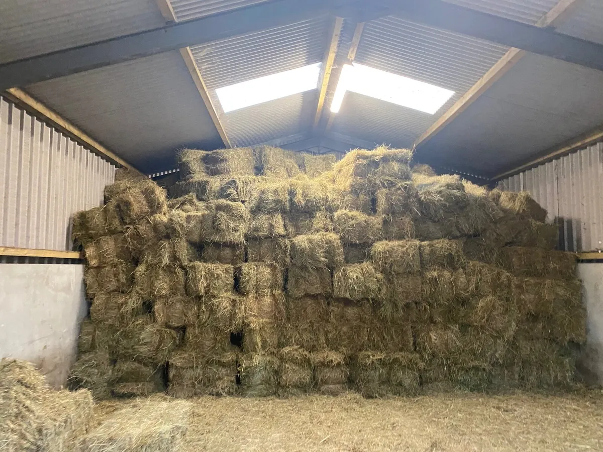 Square bales hay - Image 3
