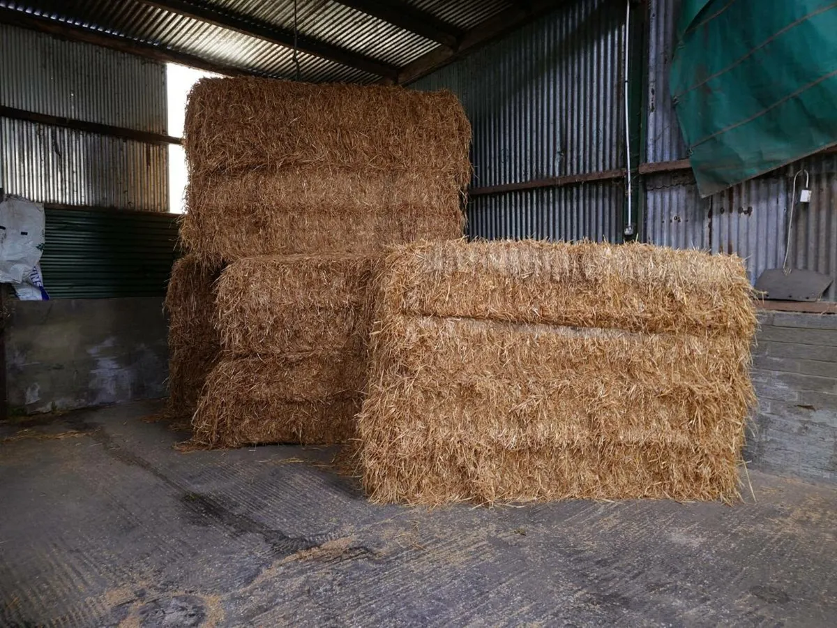 Barley straw - Image 4