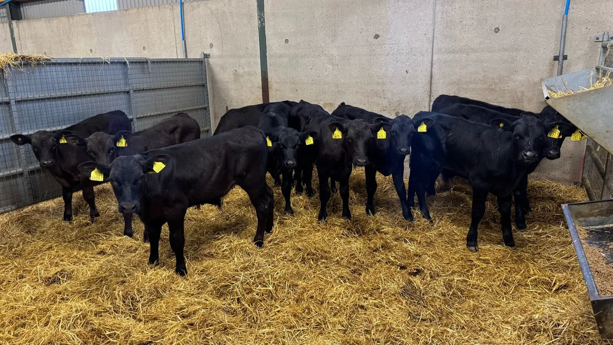 AA Bulls - Image 1