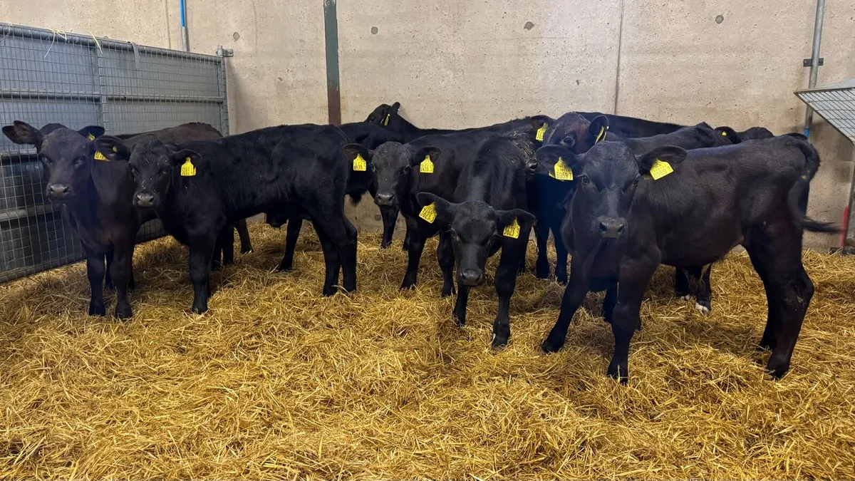 AA Bulls - Image 3