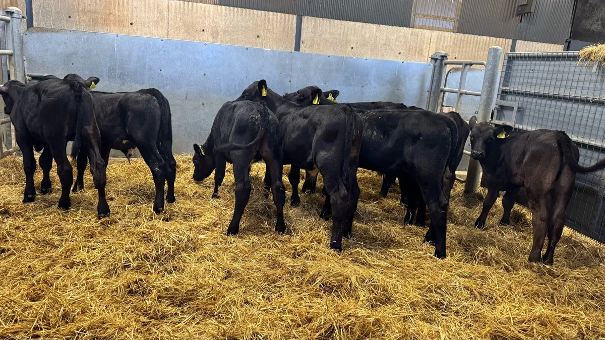 AA Bulls - Image 4