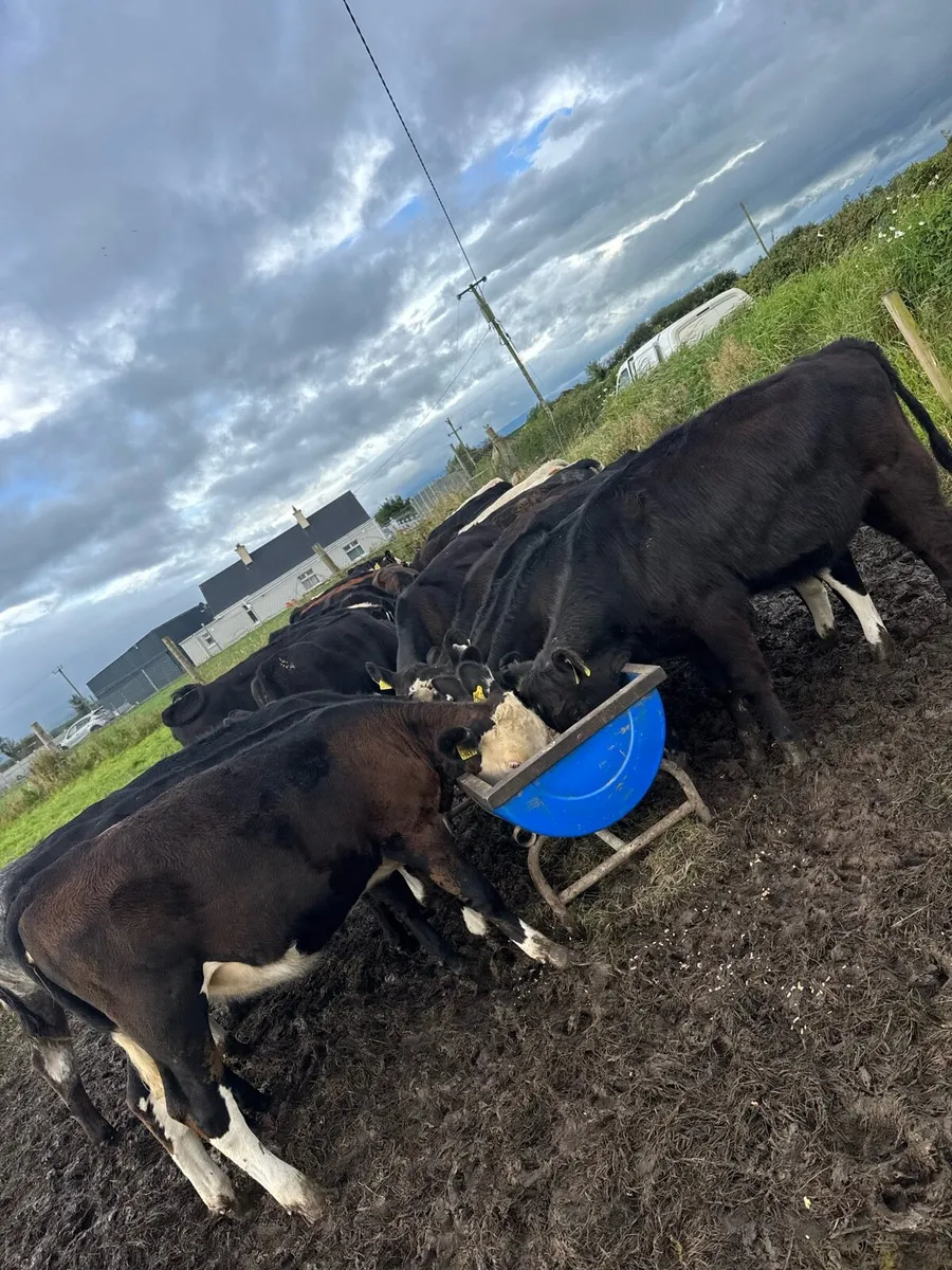 42 heifer runners - Image 1