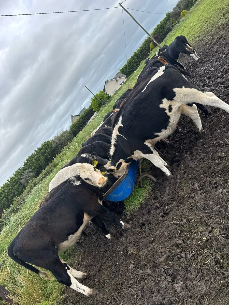 42 heifer runners - Image 2