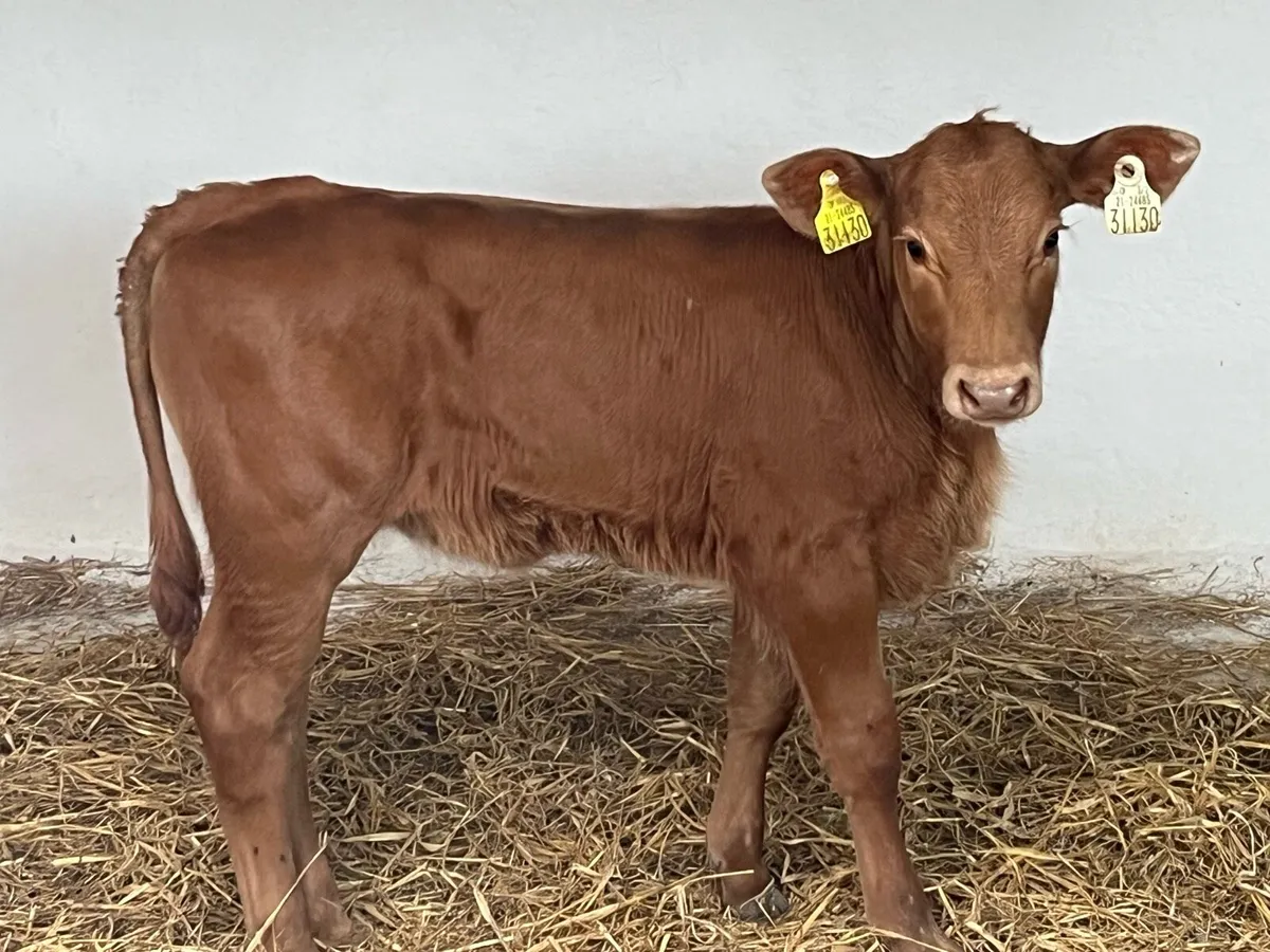 Super U Grade CH Suckler Bred Calf