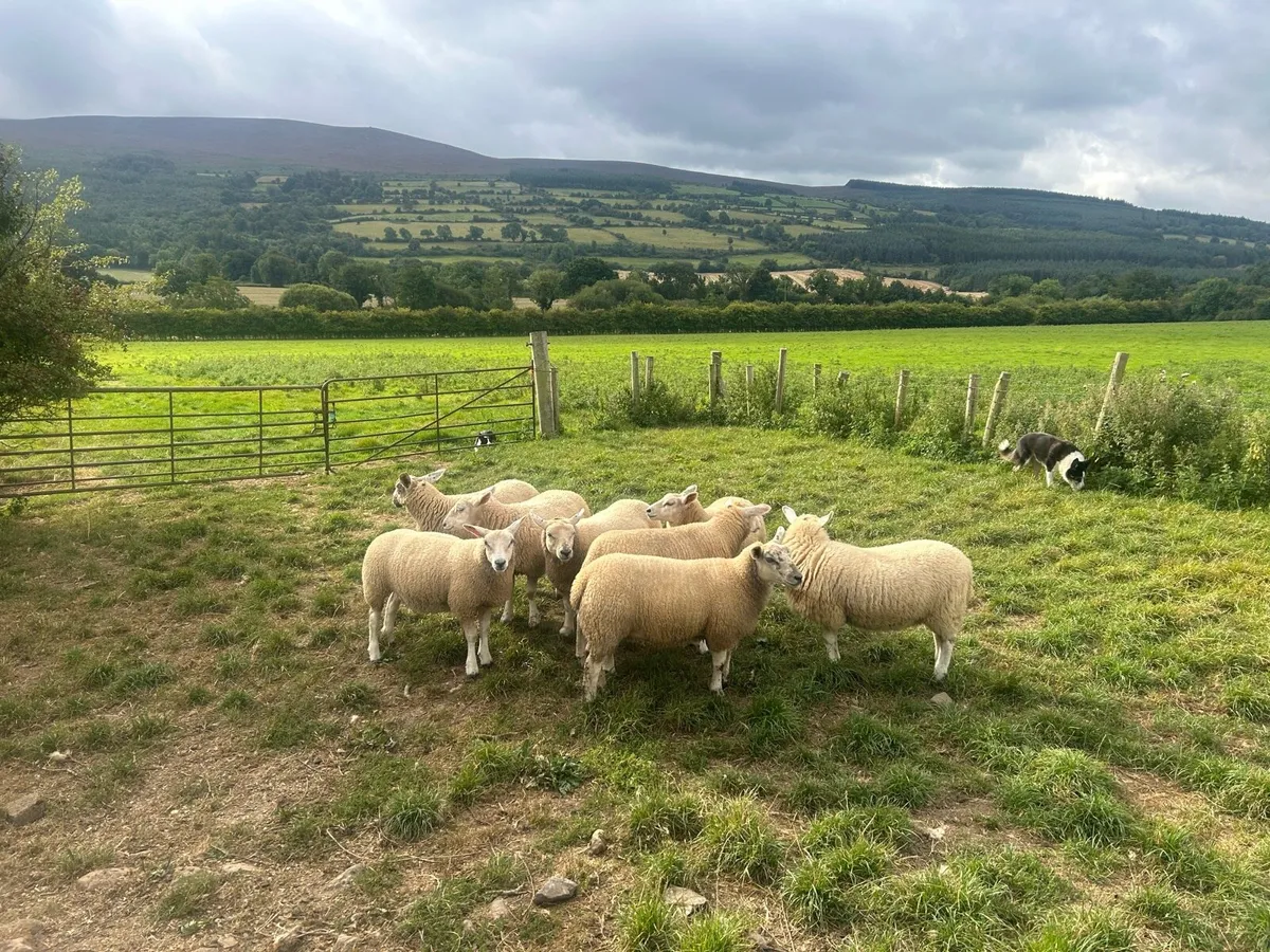 Texel X and Suffolk Ewe lambs - Image 2