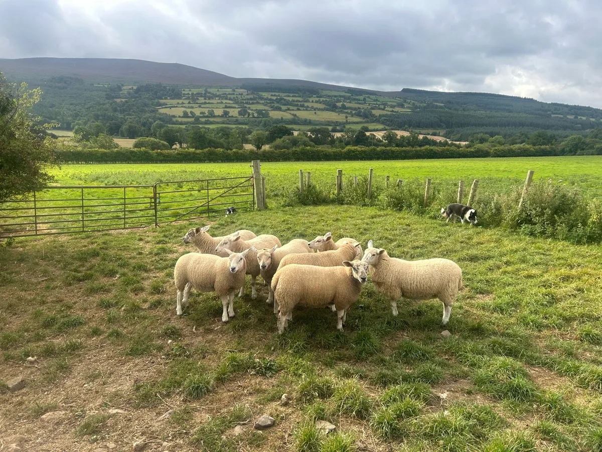 Texel X and Suffolk Ewe lambs - Image 3