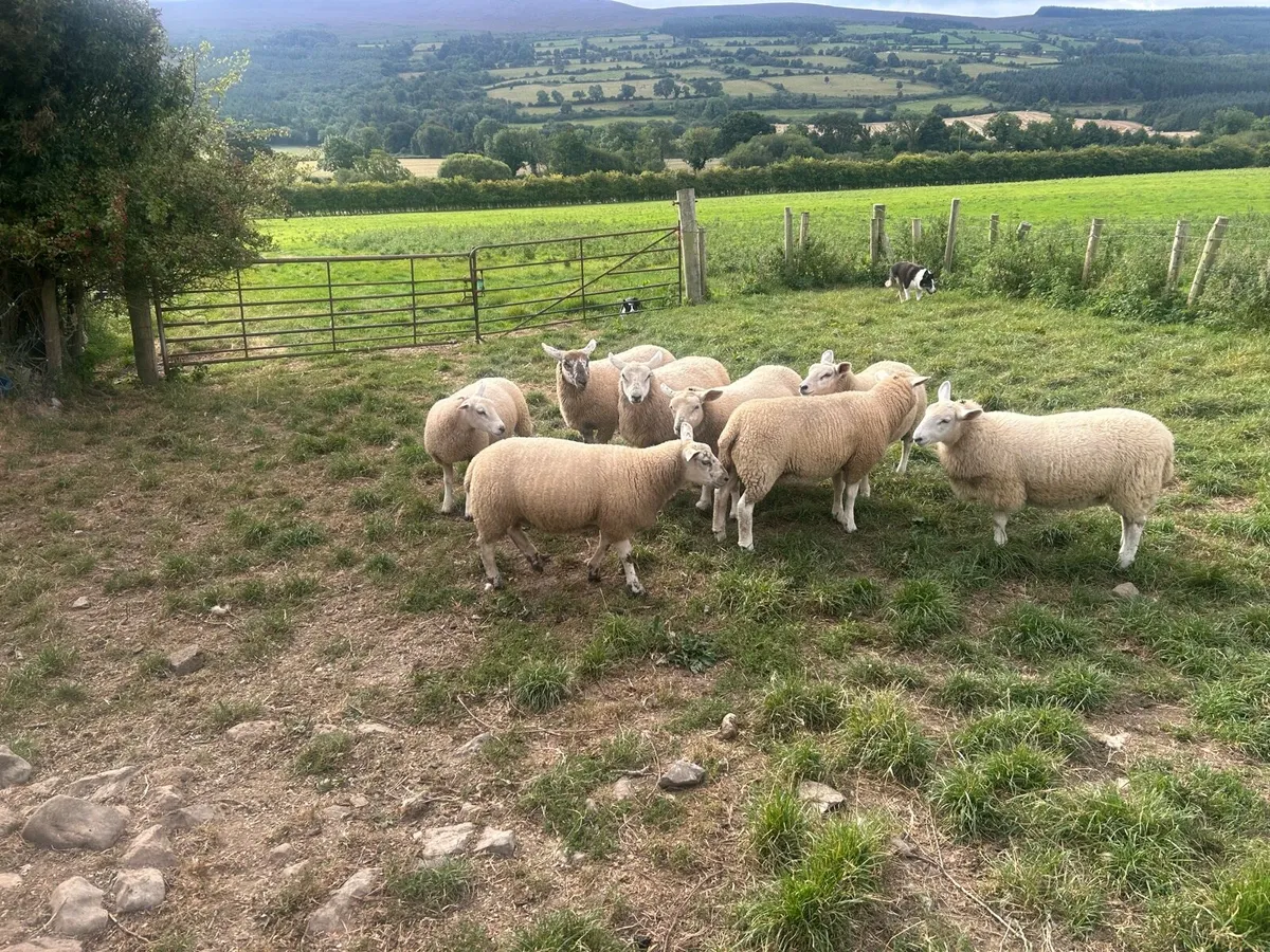 Texel X and Suffolk Ewe lambs - Image 4