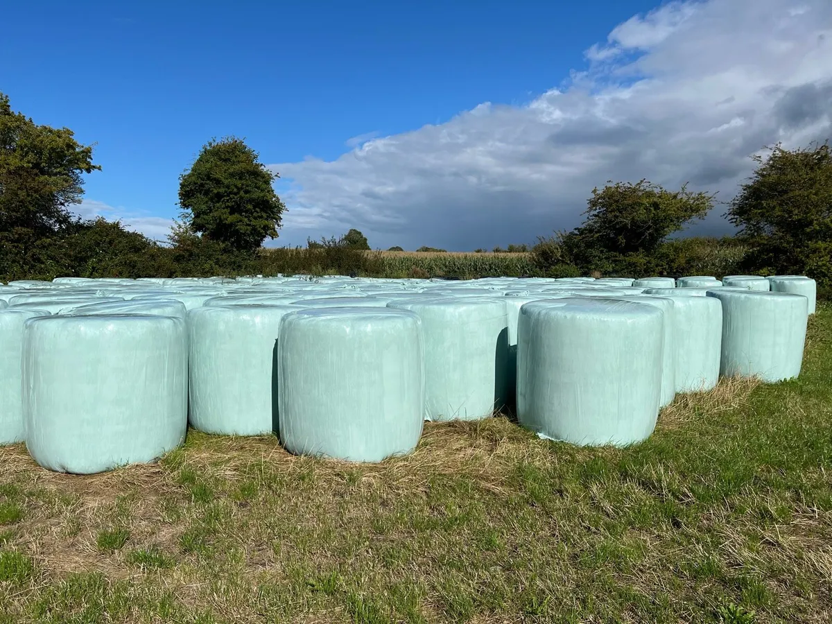 Silage - Image 2