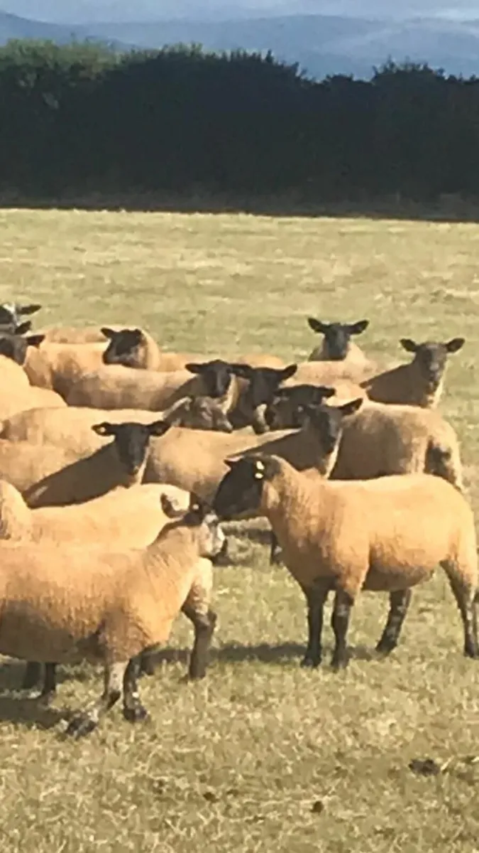 Sheep - Image 3