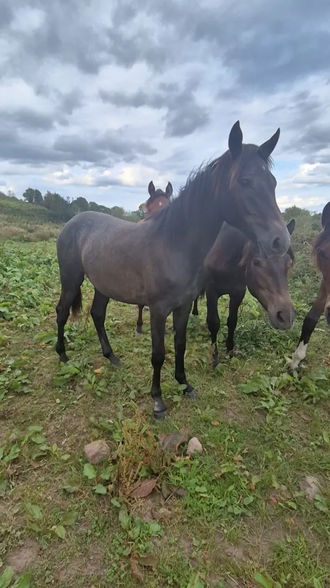 Ponies - Image 1