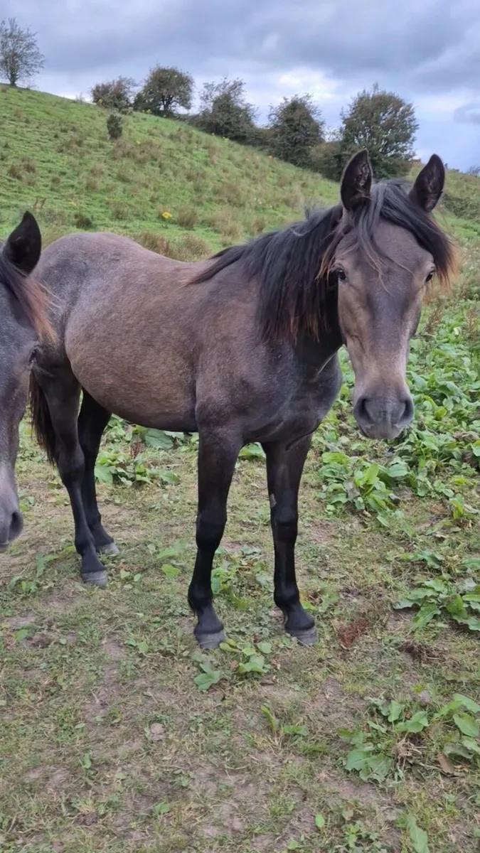 Ponies - Image 3
