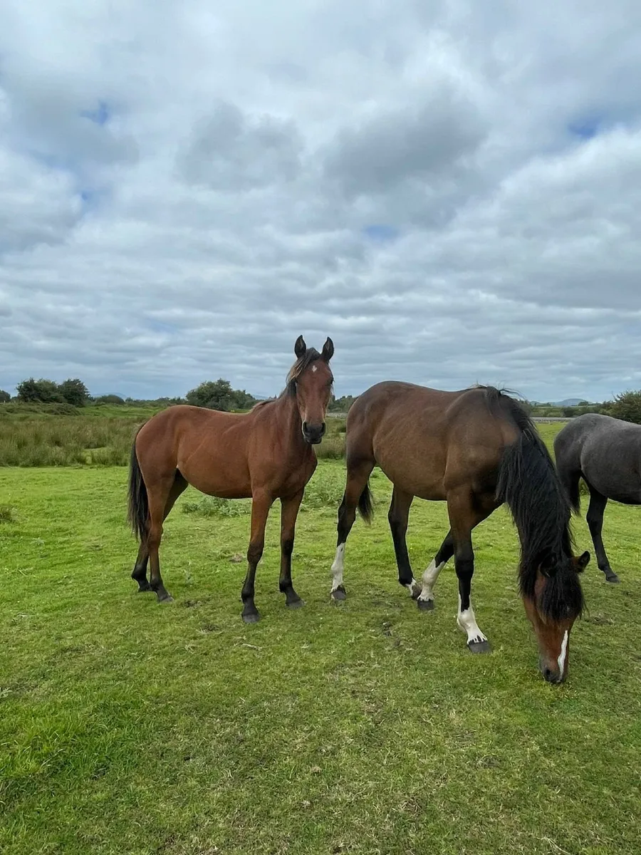 Ponies - Image 4