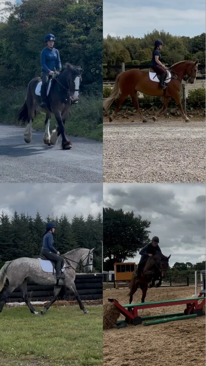 4 horses heading to Goresbridge next week - Image 1