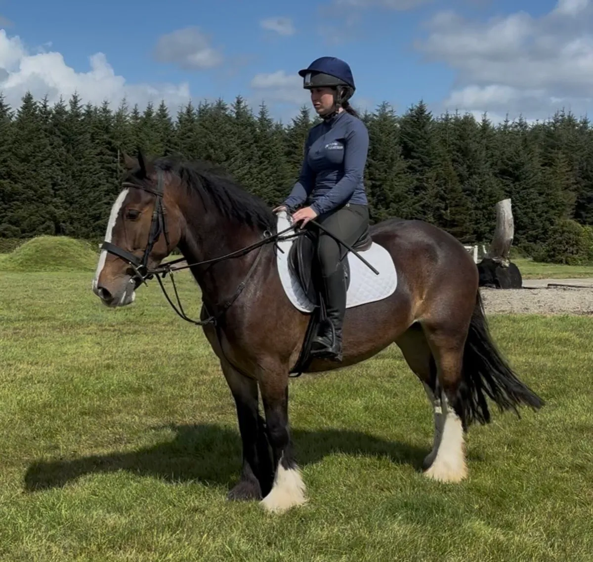 4 horses heading to Goresbridge next week - Image 2