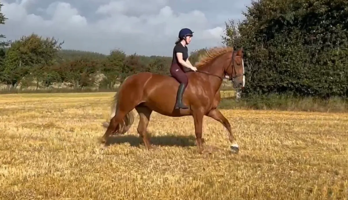 4 horses heading to Goresbridge next week - Image 3