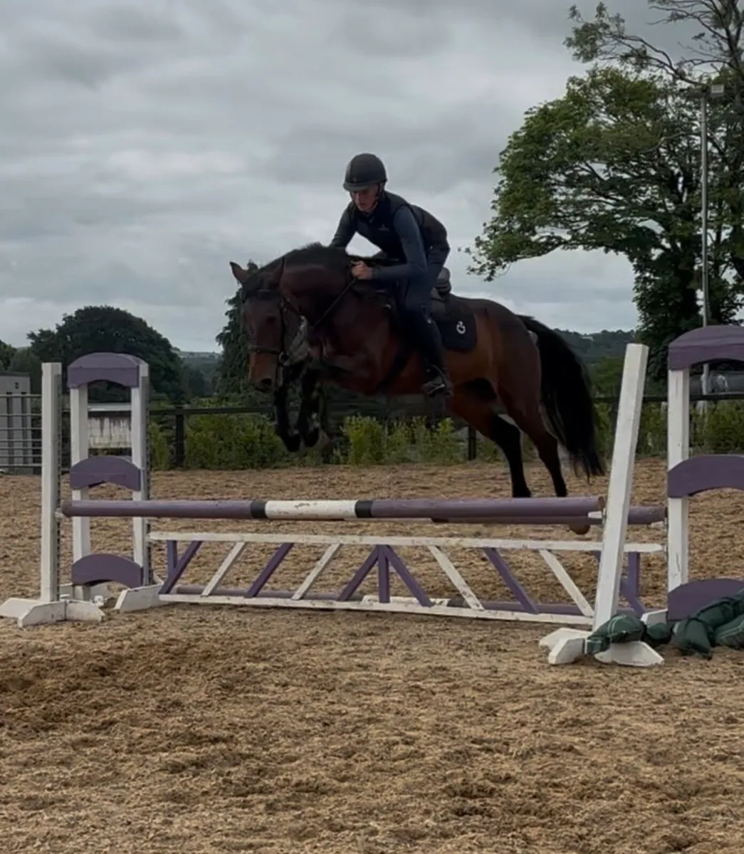 16.2 jumping bred mare - Image 2