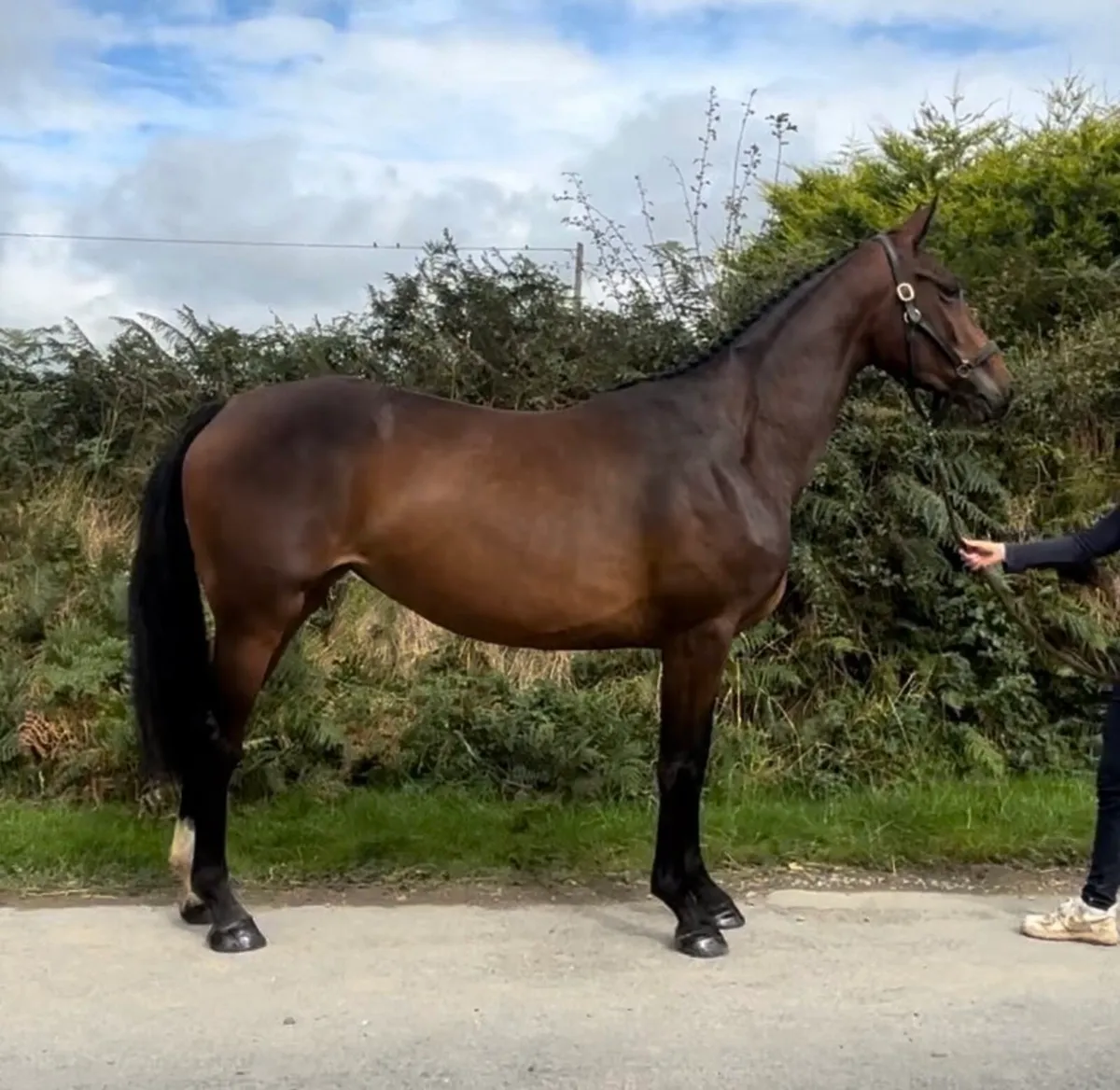 16.2 jumping bred mare - Image 3