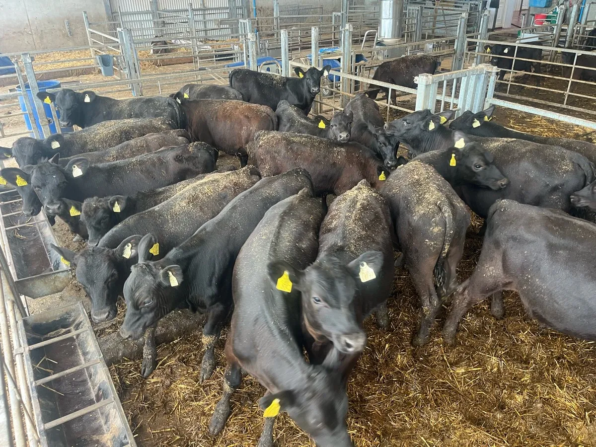 Dungarvan Mart 1st Sept-73 reared Angus weanlings - Image 2