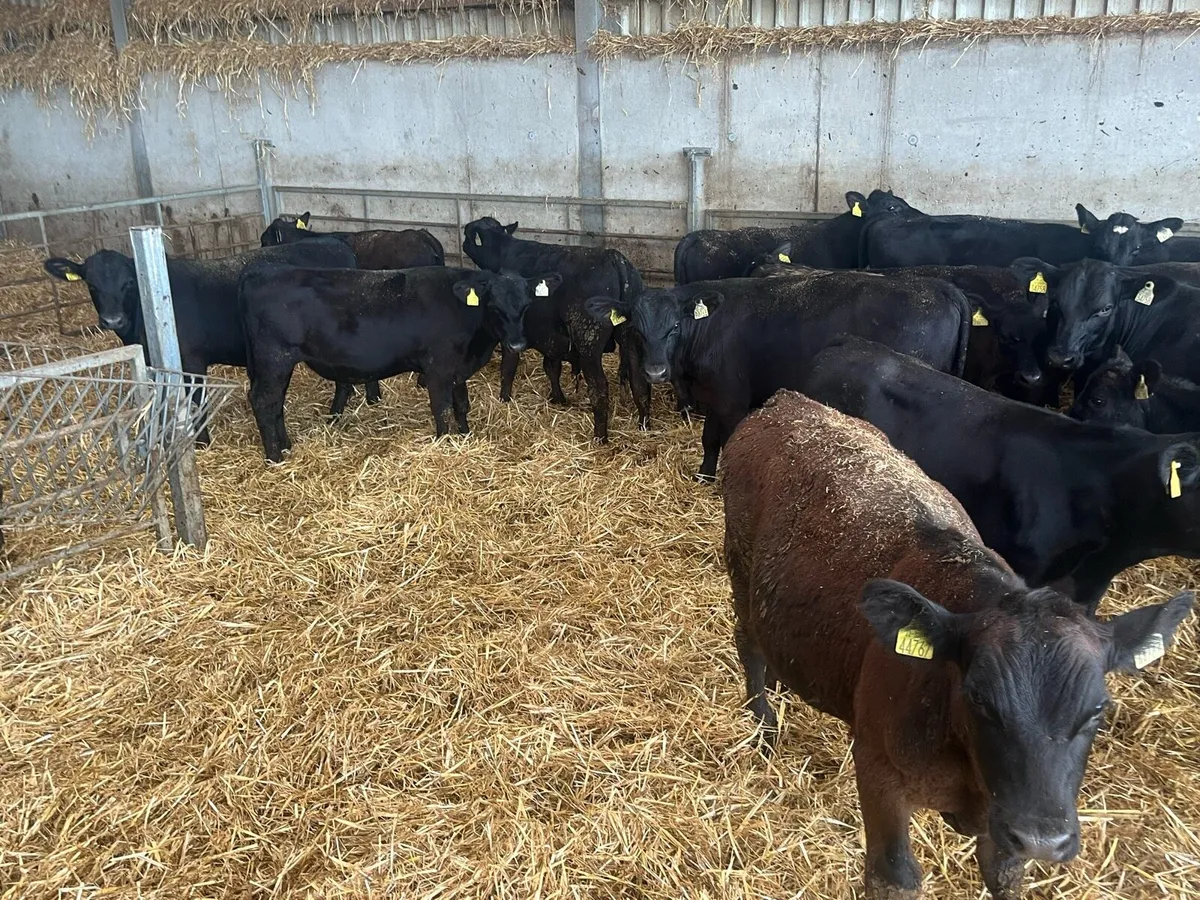 Dungarvan Mart 1st Sept-73 reared Angus weanlings - Image 3