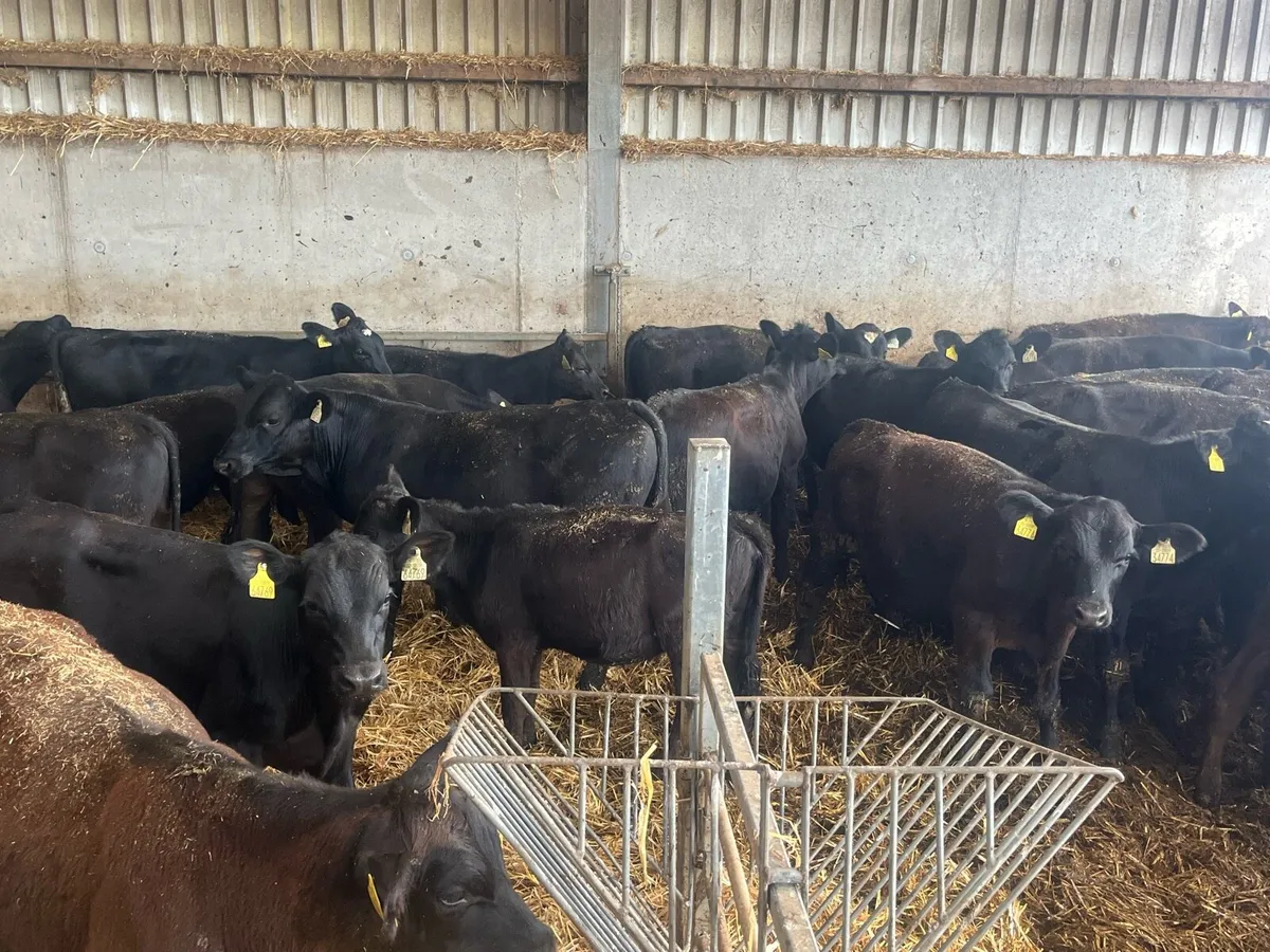 Dungarvan Mart 1st Sept-73 reared Angus weanlings - Image 4