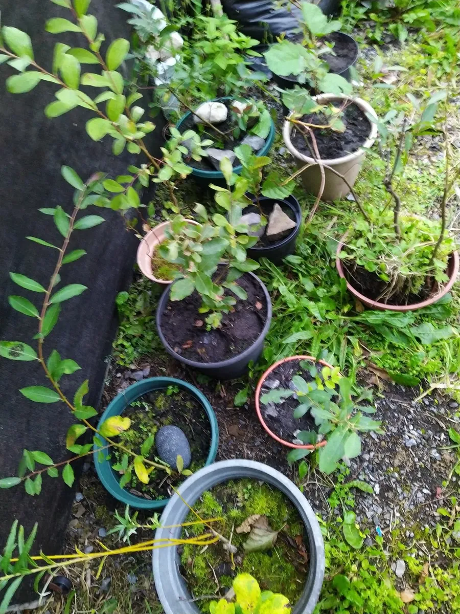 Native potted willows - Image 4
