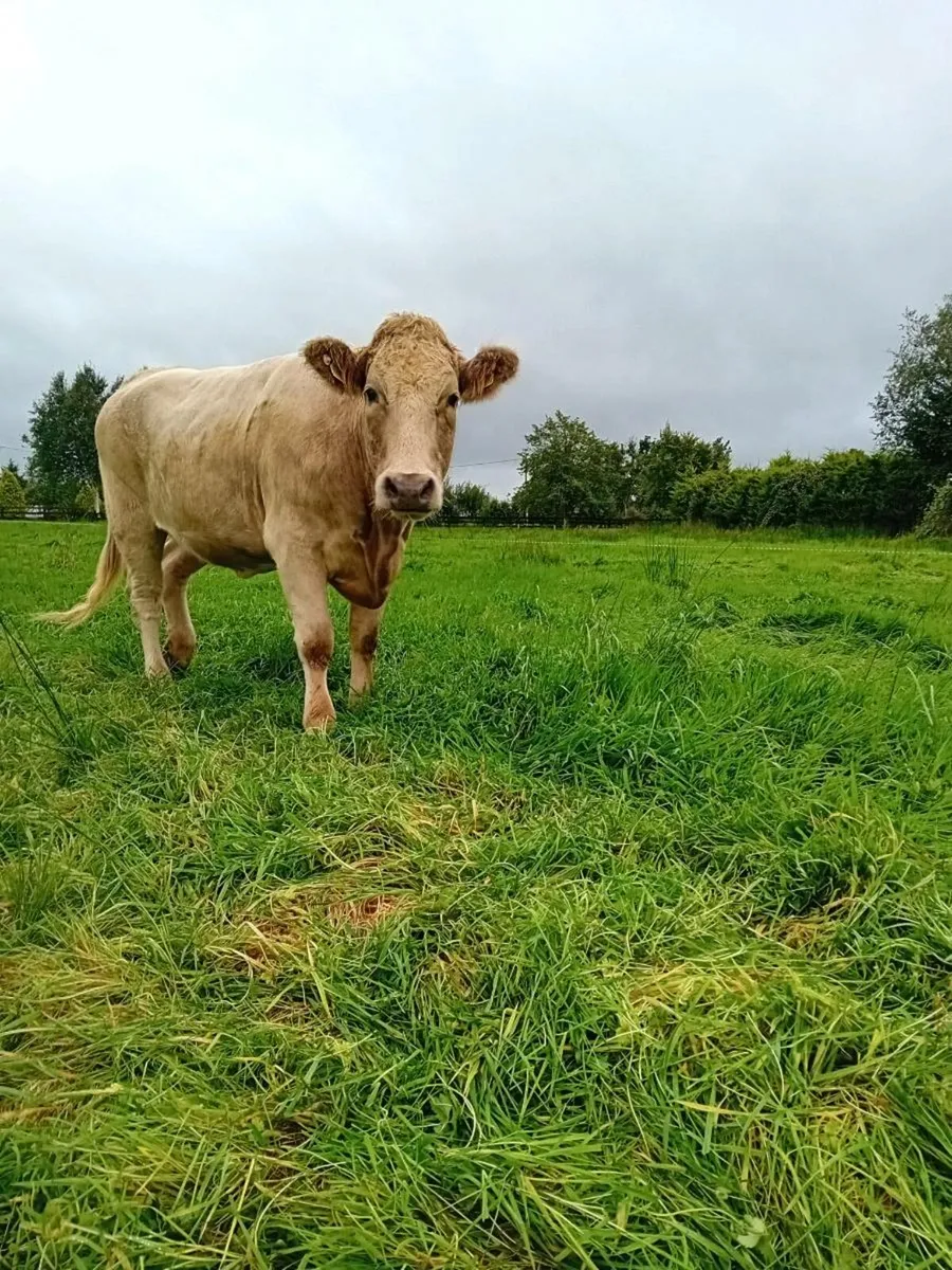 AI bred  Maiden Heifers - Image 2