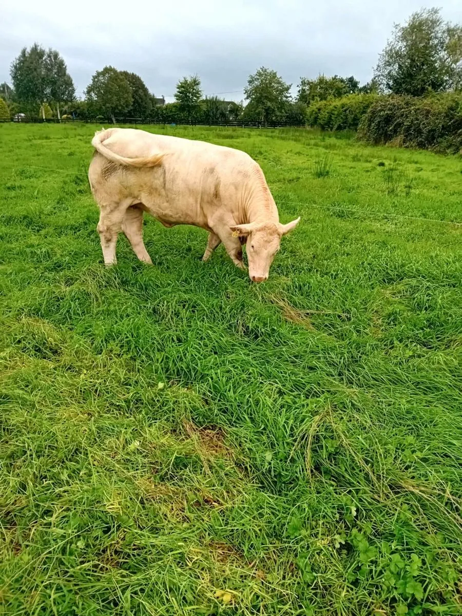 AI bred  Maiden Heifers - Image 1