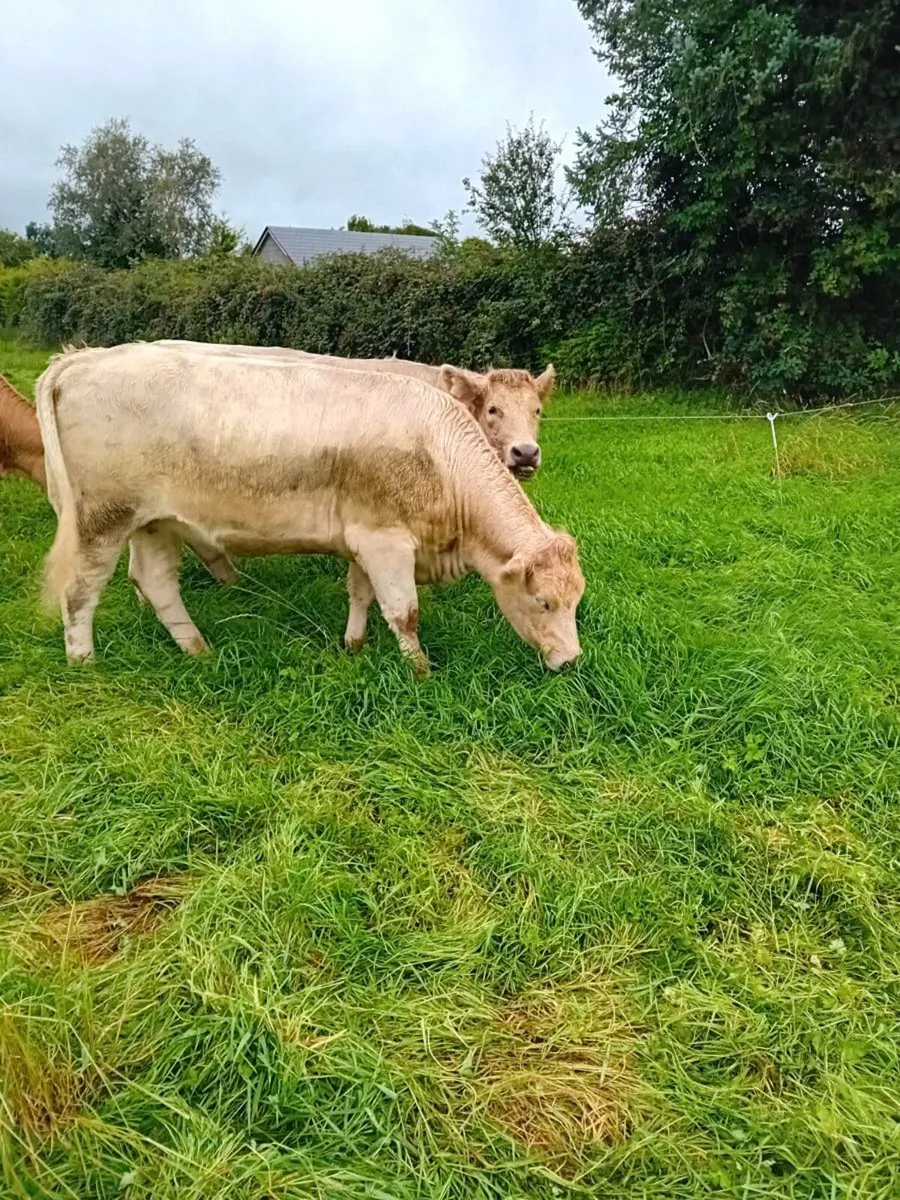AI bred  Maiden Heifers - Image 3