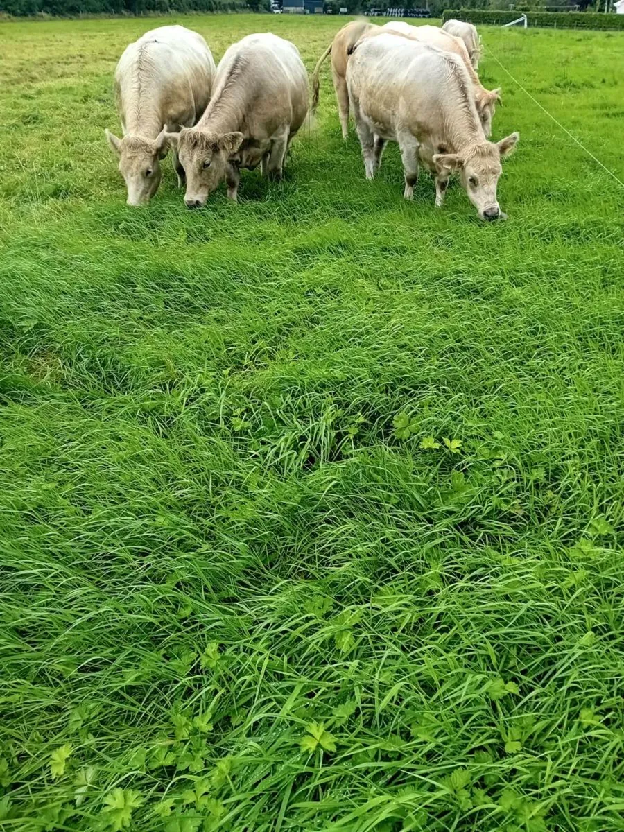 AI bred  Maiden Heifers - Image 4